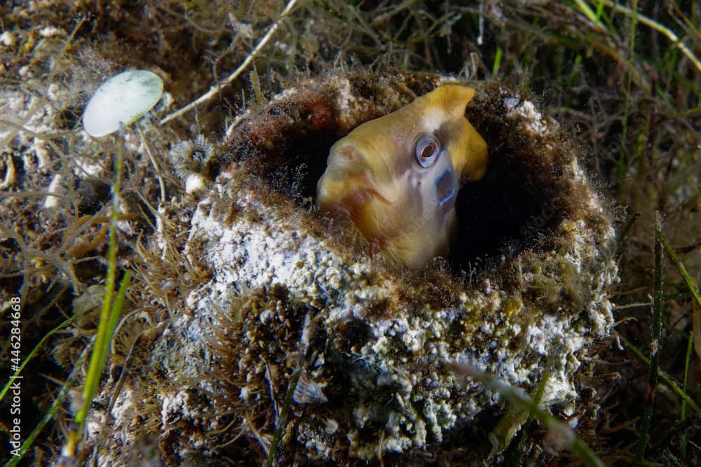 Male Peacock blenny (Salaria pavo)