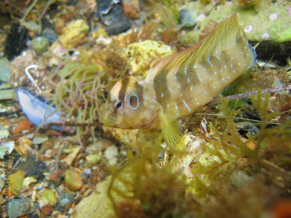 Peacock blenny fish Salaria pavo