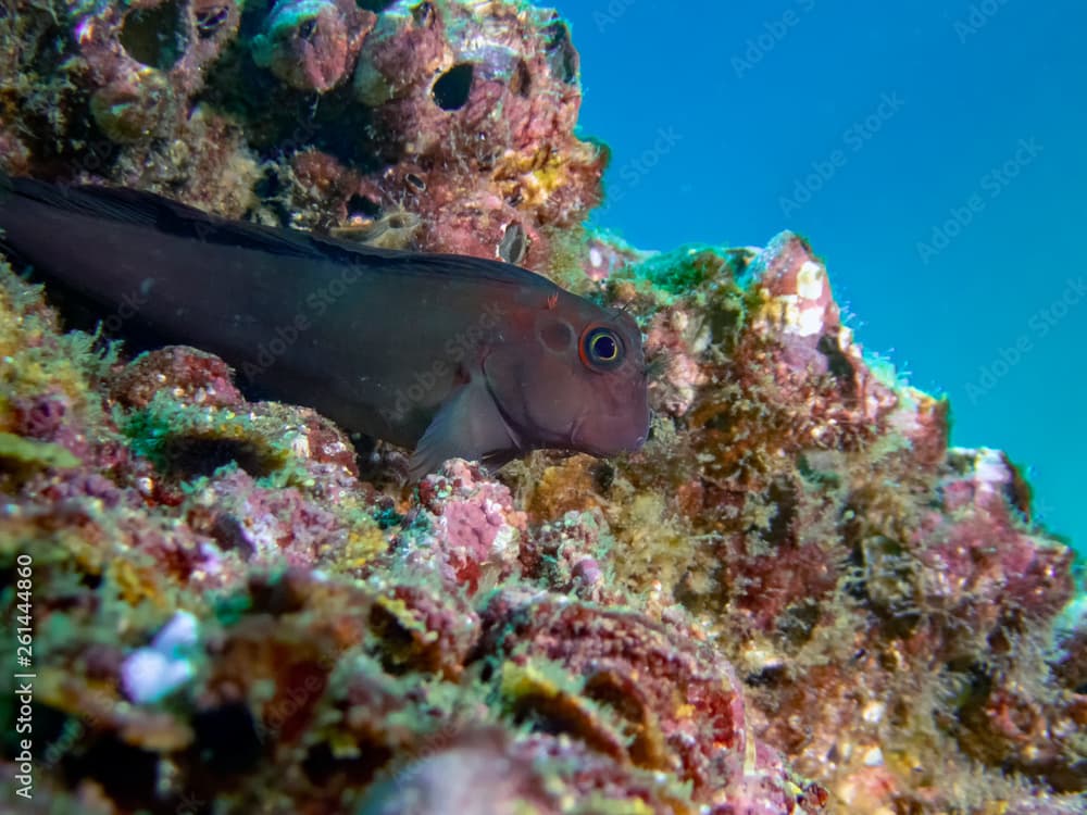 Panamic Fanged Blenny (Ophioblennius steindachneri)