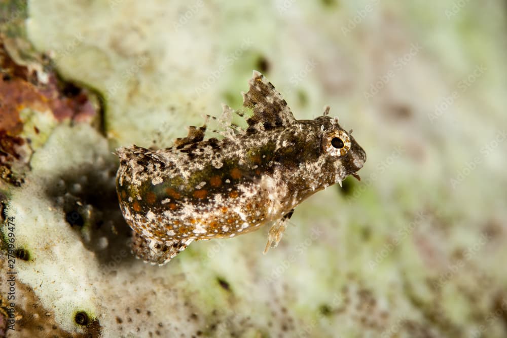 Petroscirtes mitratus, the floral blenny, floral fangblenny, helmeted blenny, or the crested sabretooth blenny