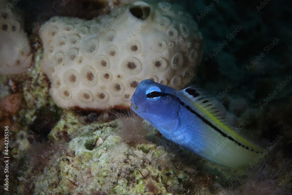 The Red Sea mimic blenny (Ecsenius gravieri). Underwaterworlld coral reef near Makadi Bay, Egypt