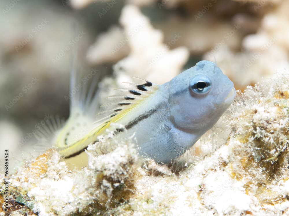 Red Sea mimic blenny