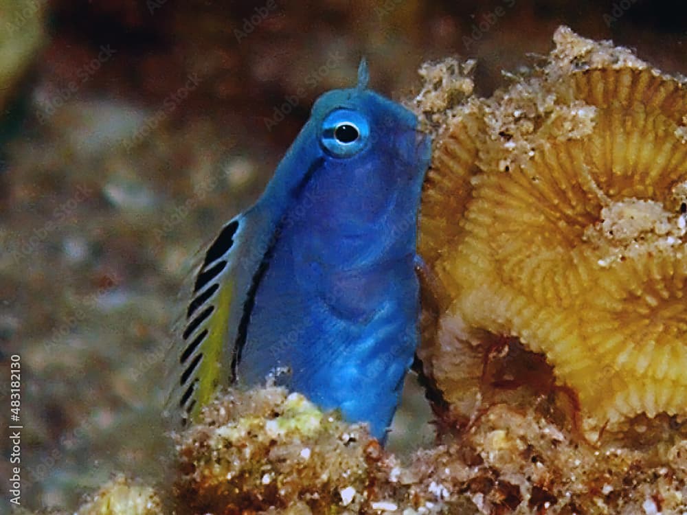 Red Sea Mimic Blenny (Ecsenius gravieri) in Egypt