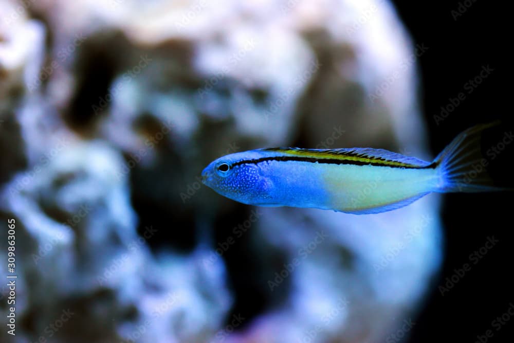 Red Sea Mimic Blenny - (Ecsenius gravieri) 