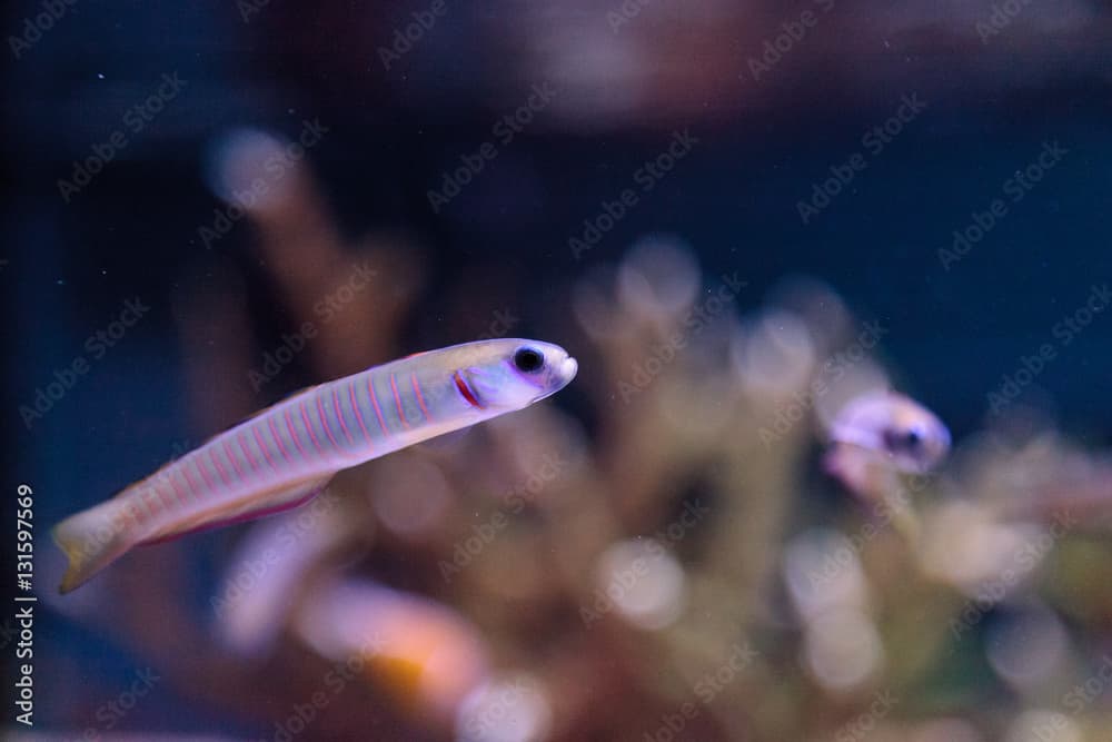 Shotsilk goby Ptereleotris zebra darts around a coral reef aquarium