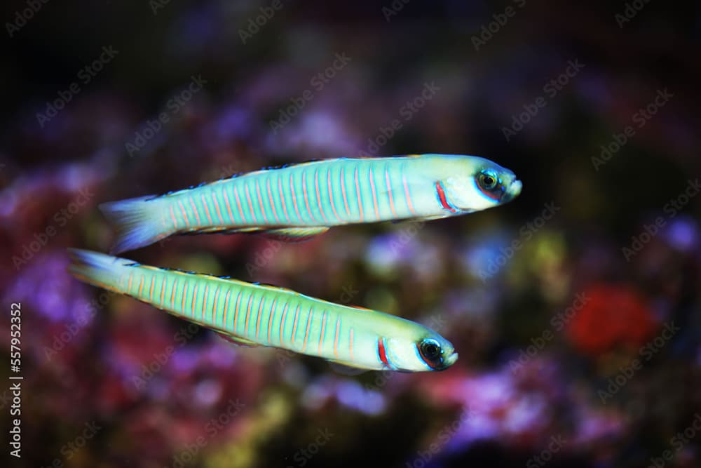 Zebra dartfish (Ptereleotris zebra) 