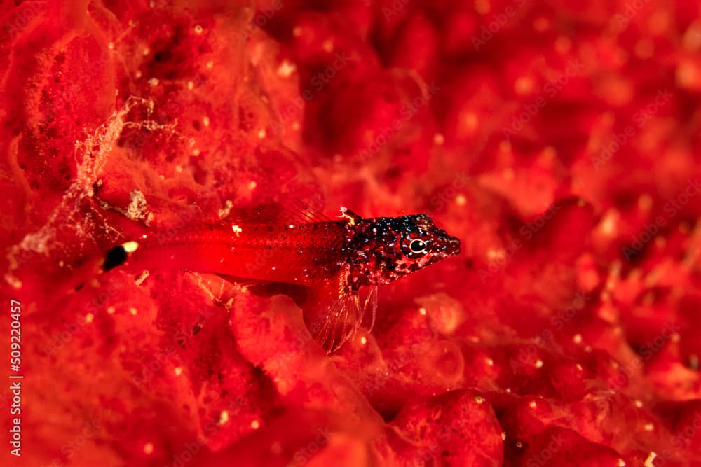 Small triplefin, tripterygion melanurus on red sponge 