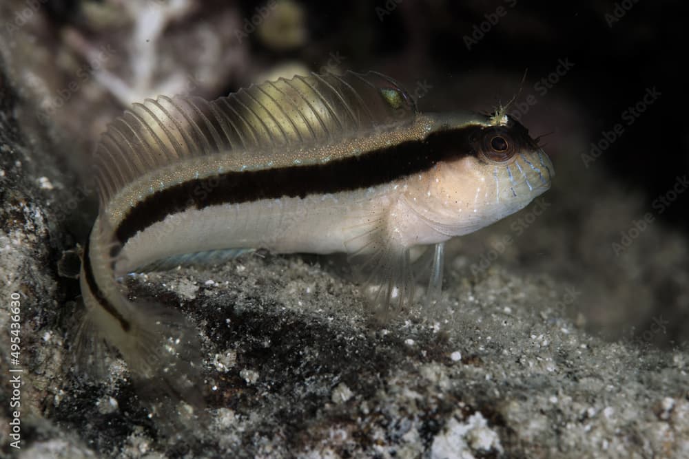 Longstriped blenny (Parablennius rouxi) Çanakkale, Turkey