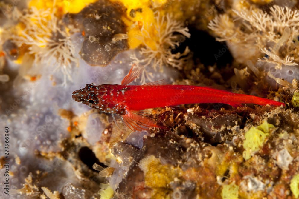 Red pointed head fish, Tripterygion melanurus