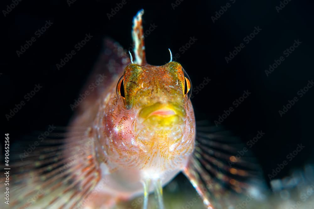 Longstriped blenny (Parablennius rouxi) Çanakkale, Turkey