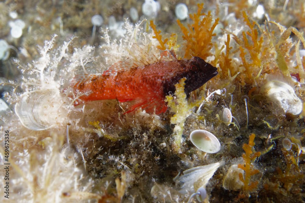 Male Red Blackfaced Blenny (Tripterygion tripteronotum) in Mediterranean Sea