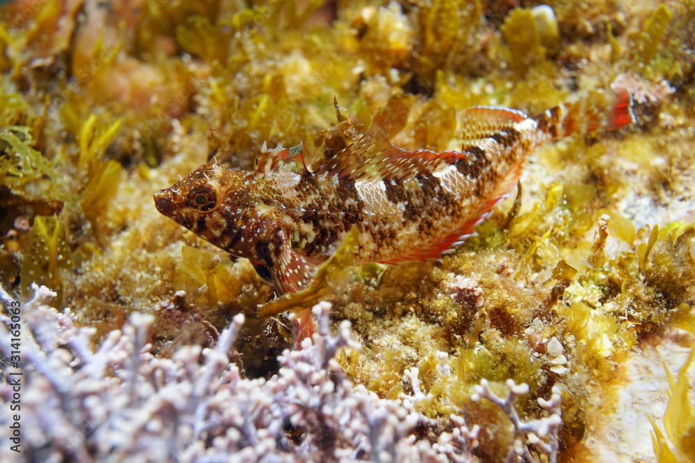 Close-up of a red-black triplefin fish, Tripterygion tripteronotum, underwater in the Mediterranean sea, France, Occitanie