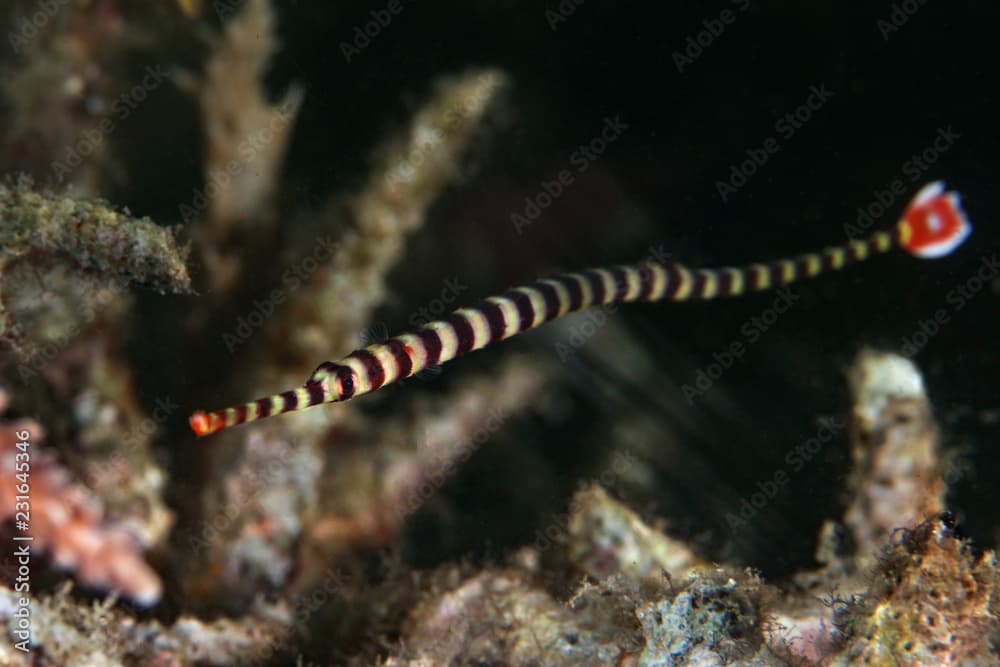 Ringed pipefish (Dunckerocampus dactyliophorus). Picture was taken in Lembeh Strait, Indonesia