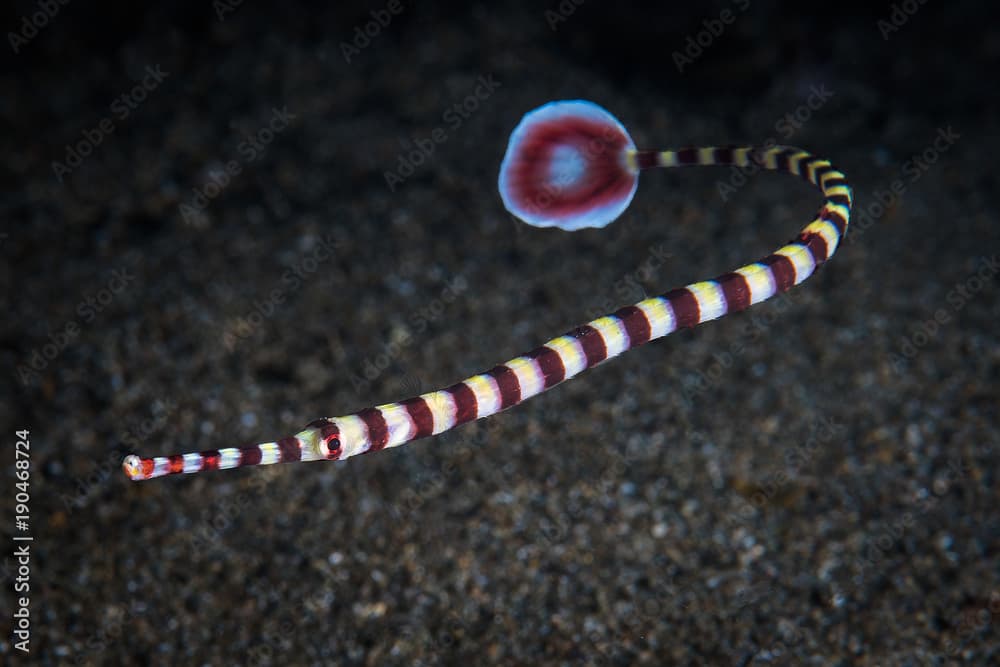 Banded Pipefish