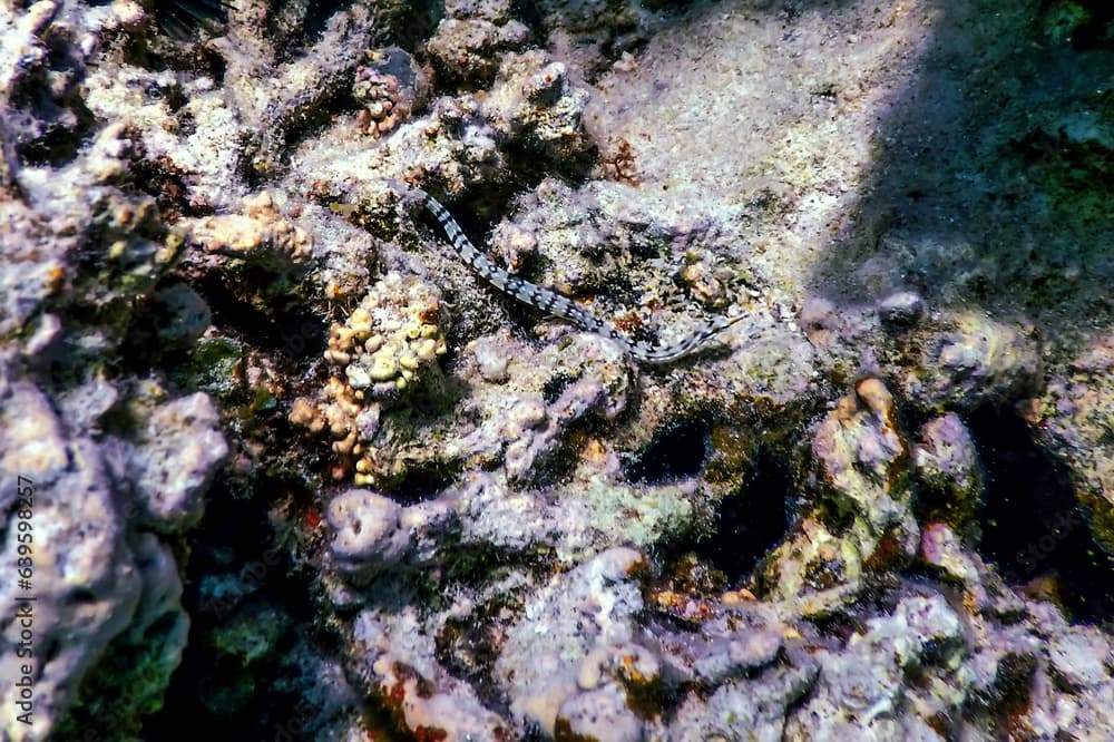 Yellow banded pipefish, network pipefish (Corythoichthys flavofasciatus) Tropical waters