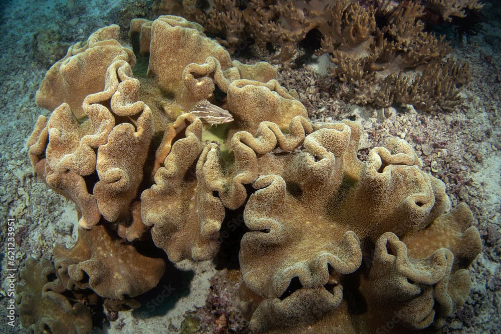 Slender grouper during dive on Raja Ampat. Anyperodon leucogrammicus is laying on the sea plant. Grouper ner the sea bed.  for food. Brown fish with red spots and white strips. 