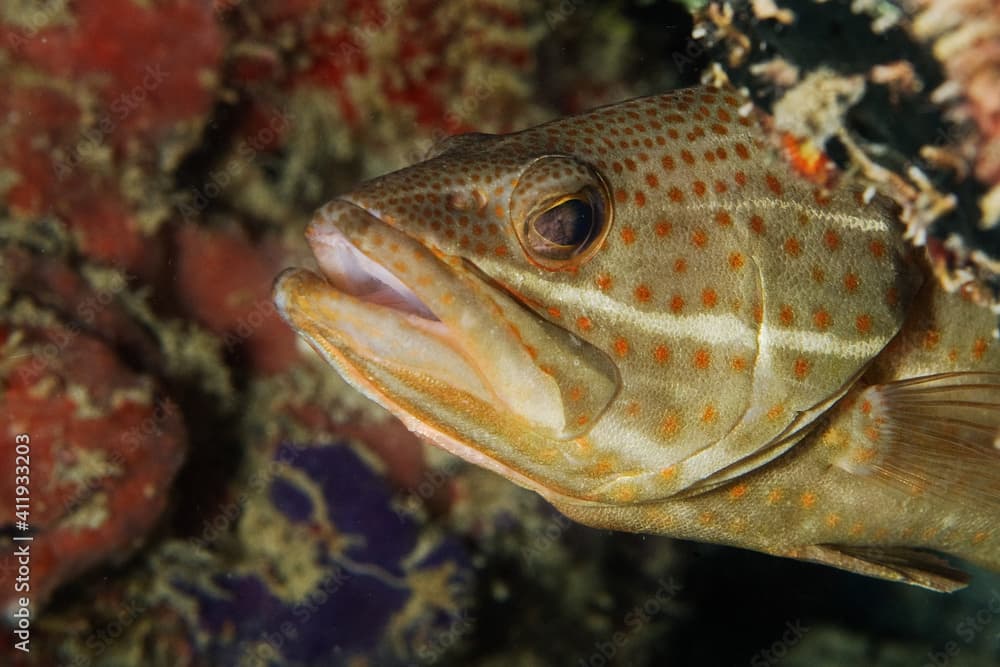 Slender grouper (Anyperodon leucogrammicus) near Kapalai, Malaysia