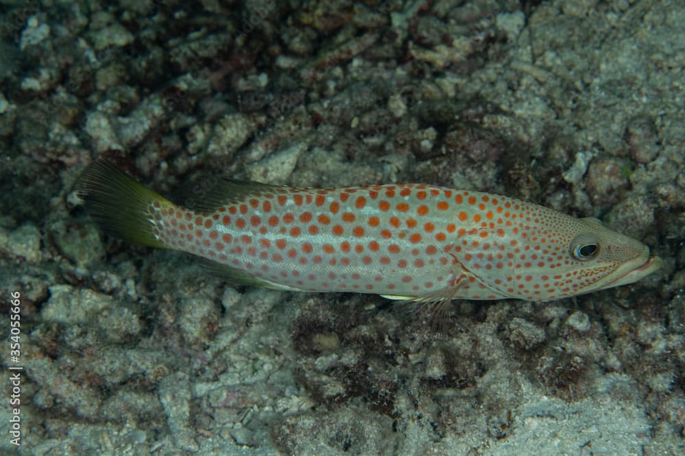 Slender Grouper, Anyperodon leucogrammicus in a tropical coral reef 