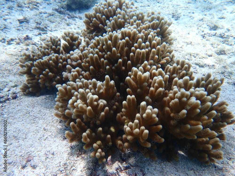 白い砂地とYellow Finger coralのアップ
