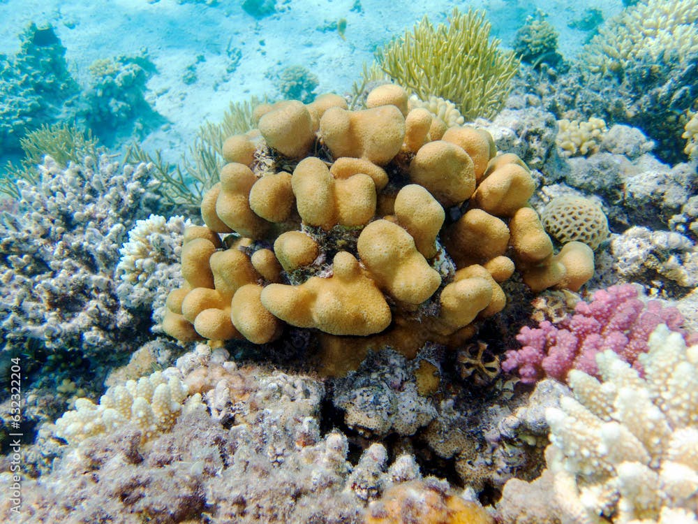 Porites cylindrica, yellow sps coral underwater into the sea
