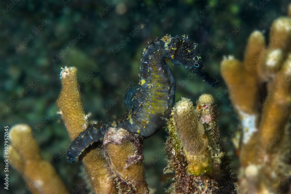 Common seahorse on coral reef