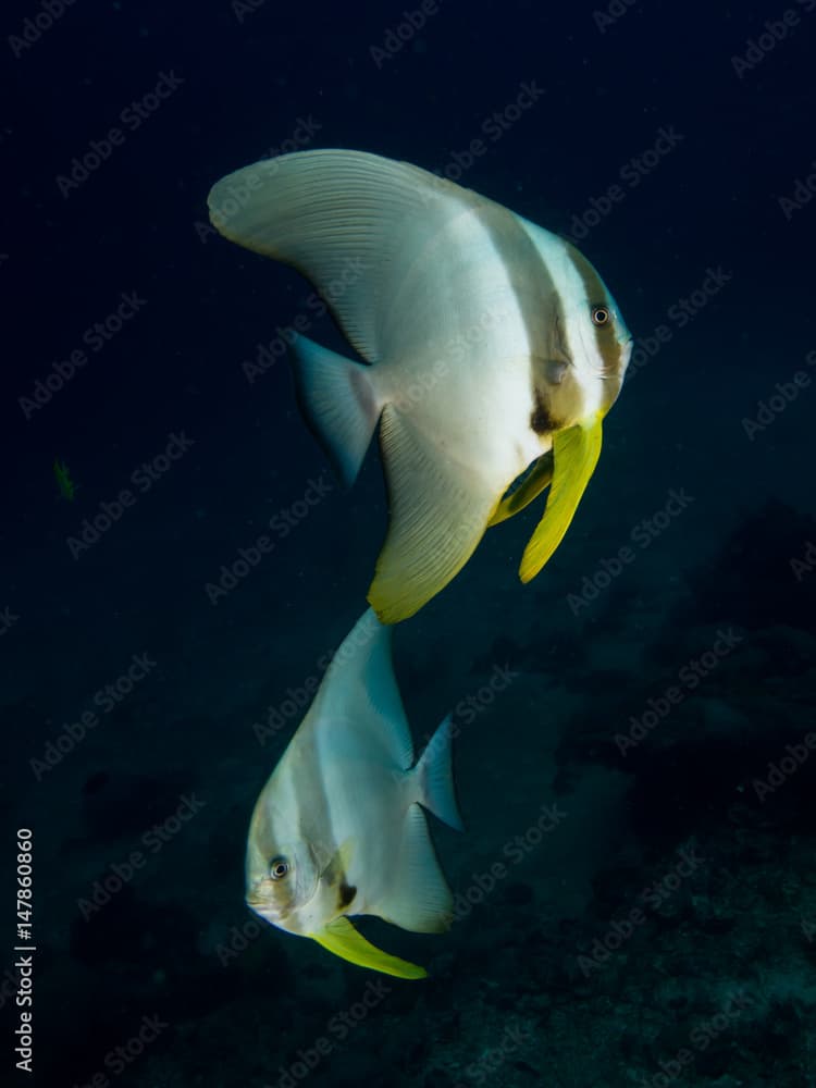 Batfish