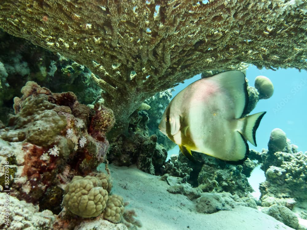 Spadefish under Table Coral