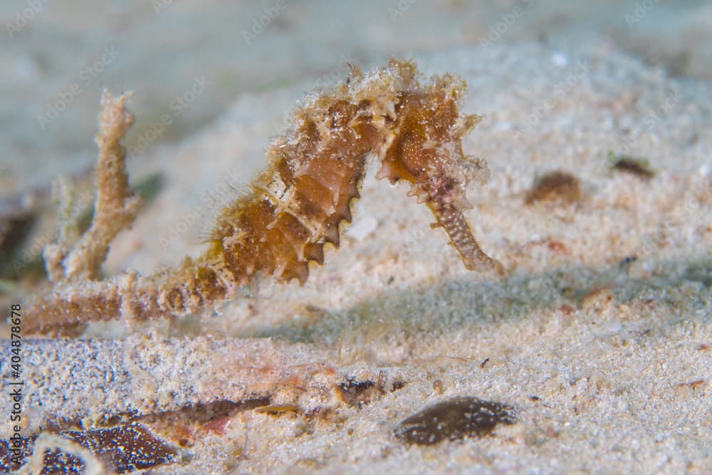 Juvenile zebra snout seahorse - Hippocampus barbouri