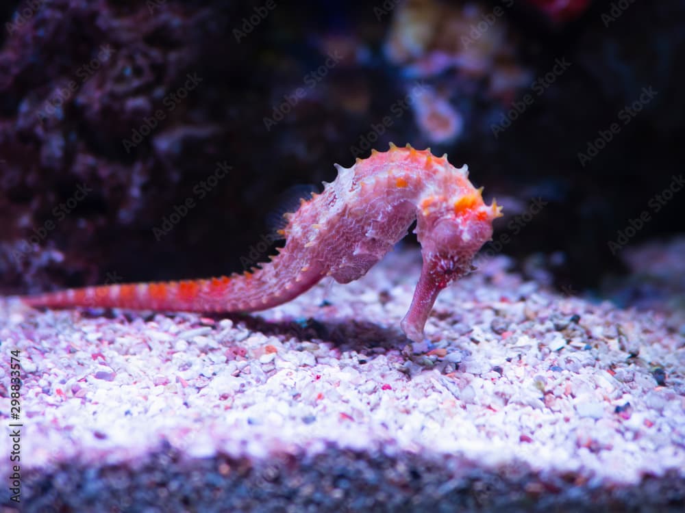 pink zebra-snout or Barbour's seahorse (Hippocampus barbouri) with pink coral in aquarium