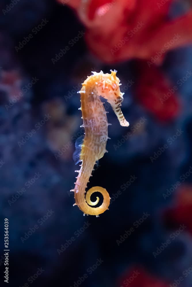 Zebra-snout seahorse, Seepferdchen mit Zebraschnauze