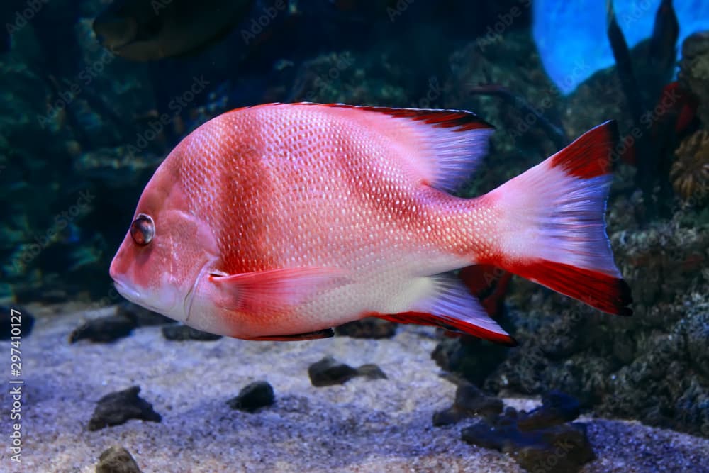 Red Emperor Snapper, lutjanus sebae, close up