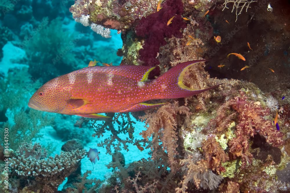 coral and lyretail grouper