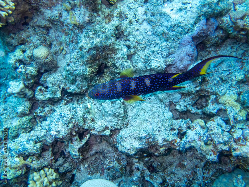 Variola louti in a coral reef in the Red Sea