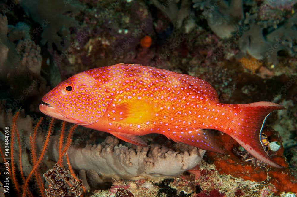 Lyre tail grouper, Variola louti, Raja Ampat Indonesia