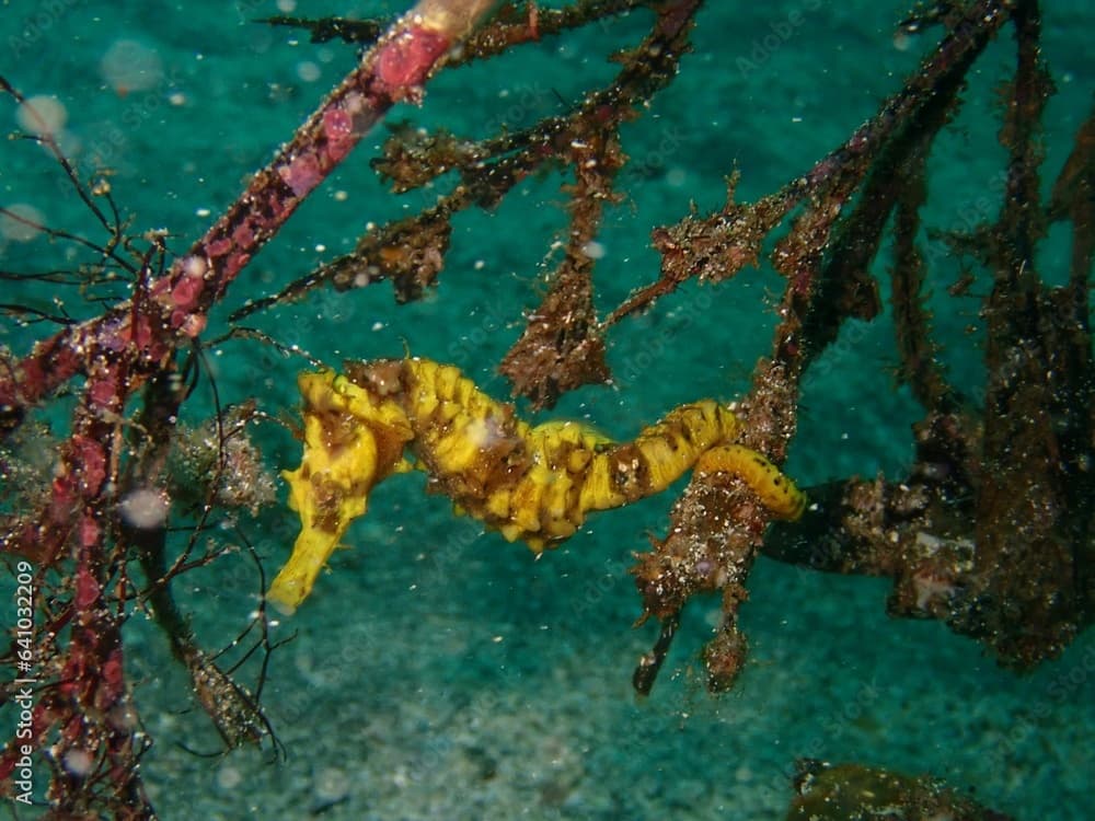 Great seahorse in IOP, Izu