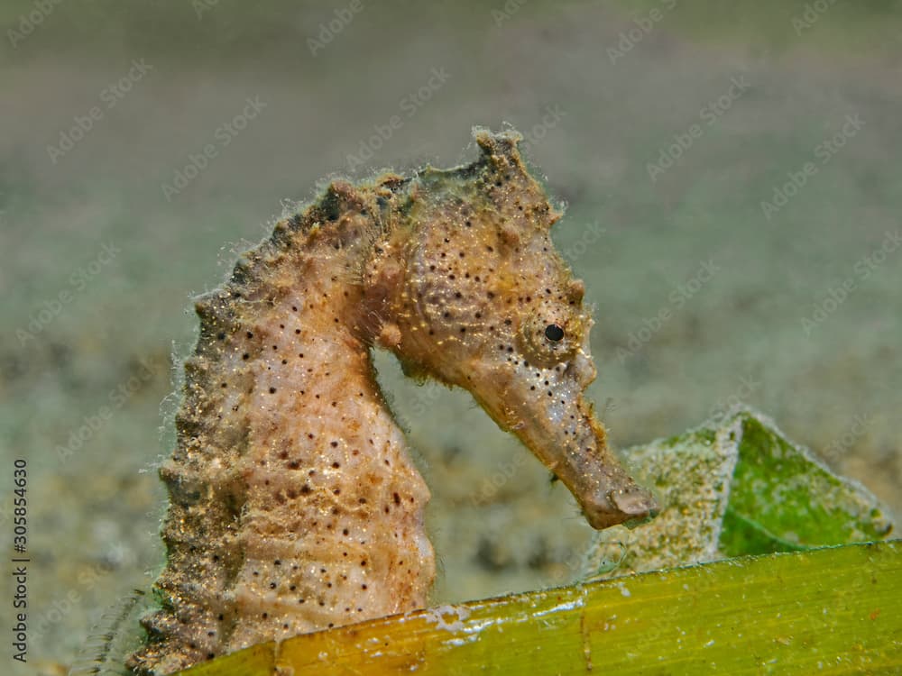 Great Seahorse, Grosses Seepferdchen (Hippocampus kelloggi)