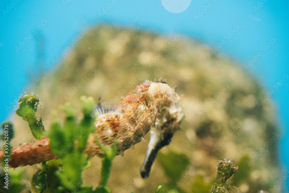 seahorse, Kellogg’s seahorse (Hippocampus kelloggi) on blur background