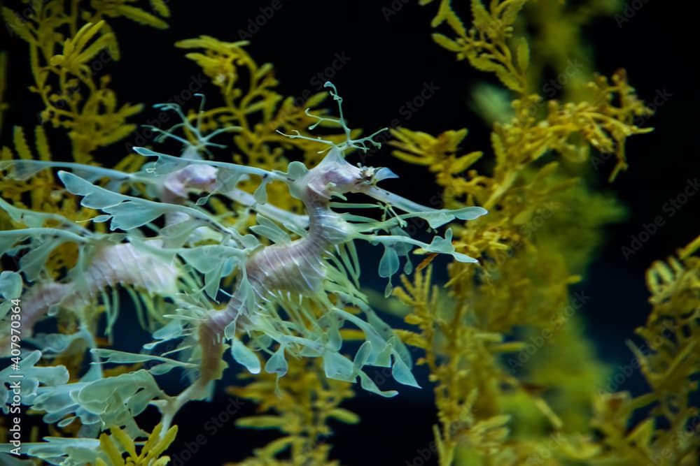 Yellow leafy seadragon (Phycodurus eques)