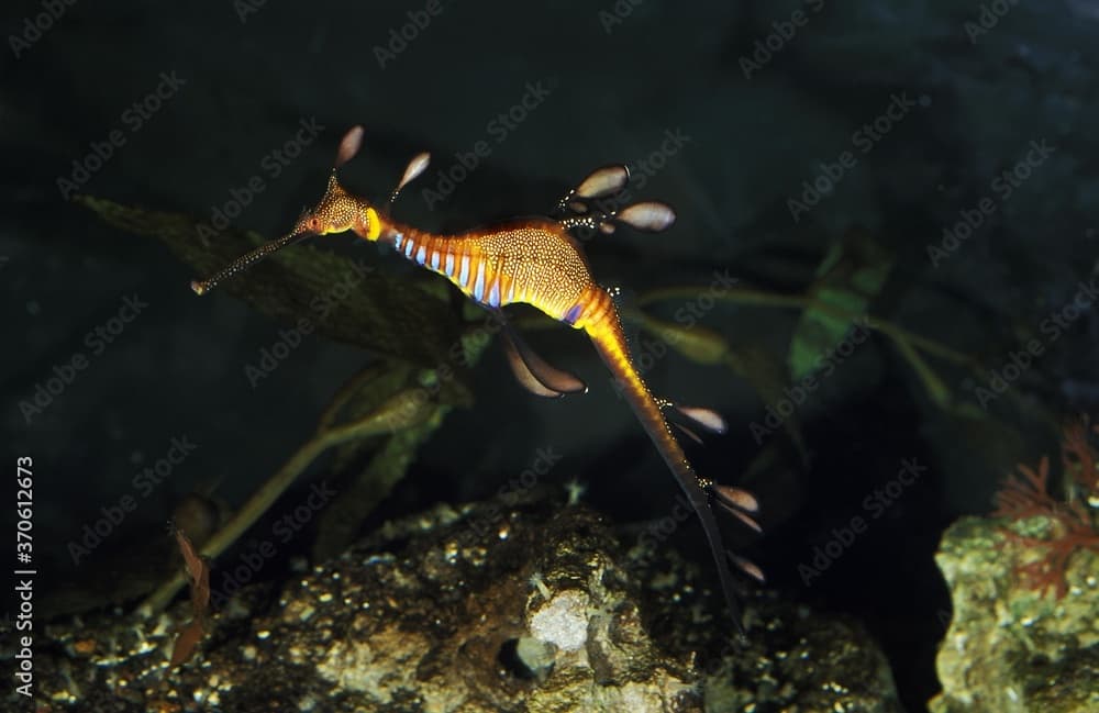 Weedy Seadragon, phyllopteryx taeniolatus, Adult