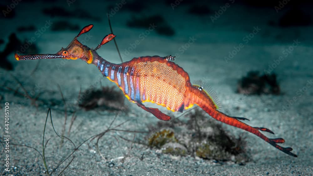 Weedy Sea Dragon, Bicheno Tasmania