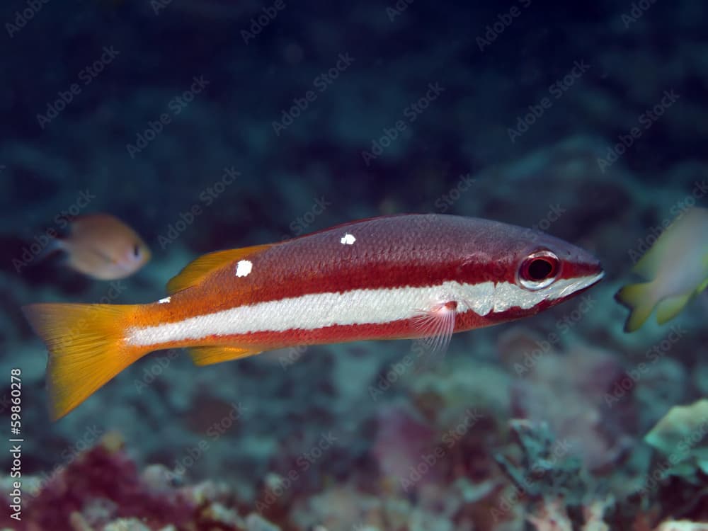 Two-spot banded snapper