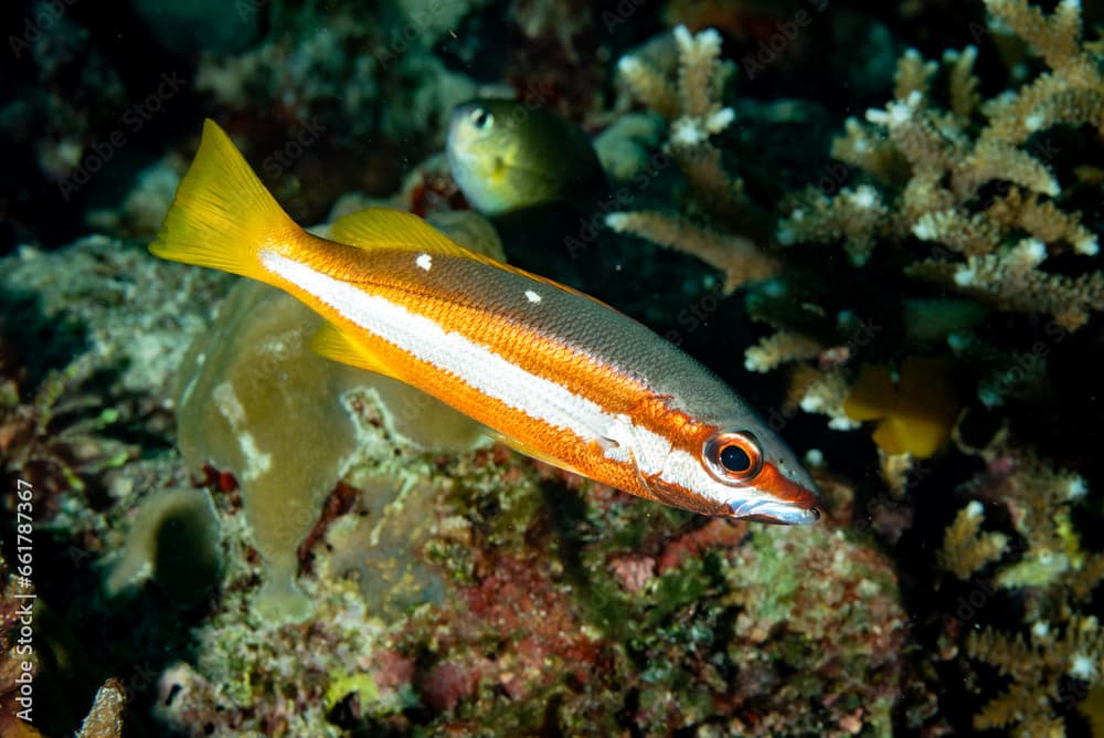 Twospot Snapper Lutjanus biguttatus