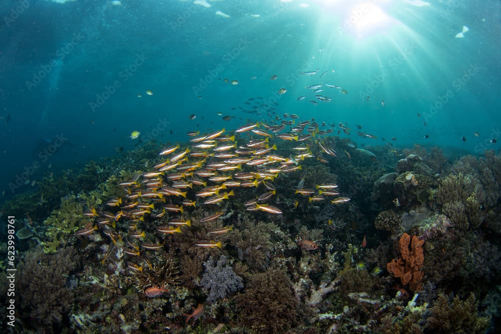 Lutjanus biguttatus during dive in Raja Ampat.  Shoal of two spot snappers on the sea bed in Indonesia. Marine life. Small fish with two orange strips. 