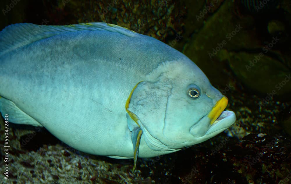 Blaugelber Zackenbarsch / Blue and yellow grouper / Epinephelus flavecaeruleus