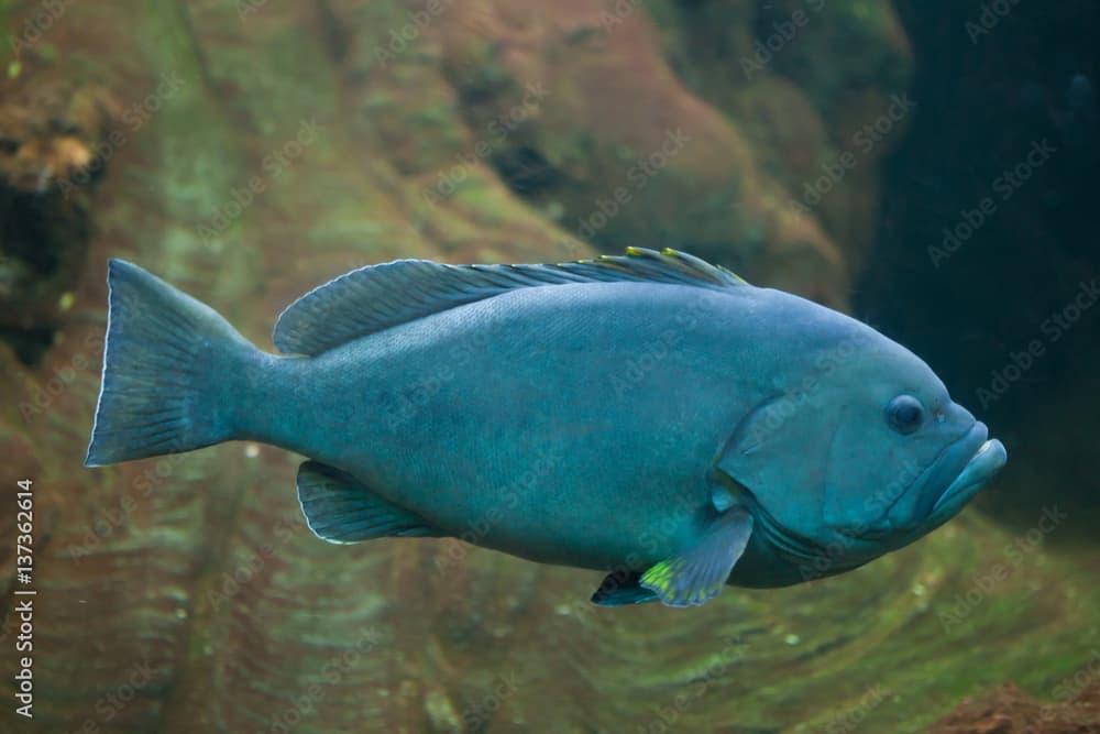 Blue-and-yellow grouper (Epinephelus flavocaeruleus).