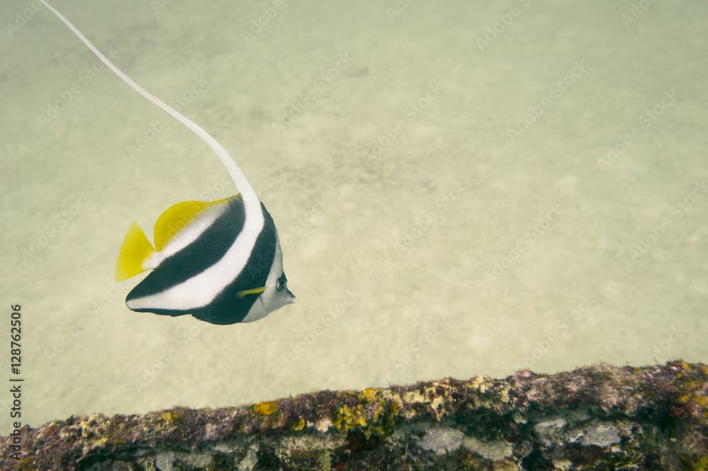 Schooling Bannerfish (Tropical Fish) in Thailand