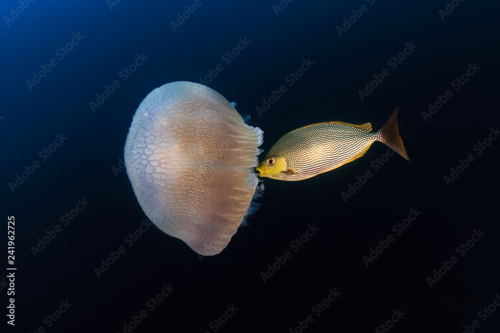 Large Jellyfish (Rhizostoma) floating in a blue, tropical ocean at sunset