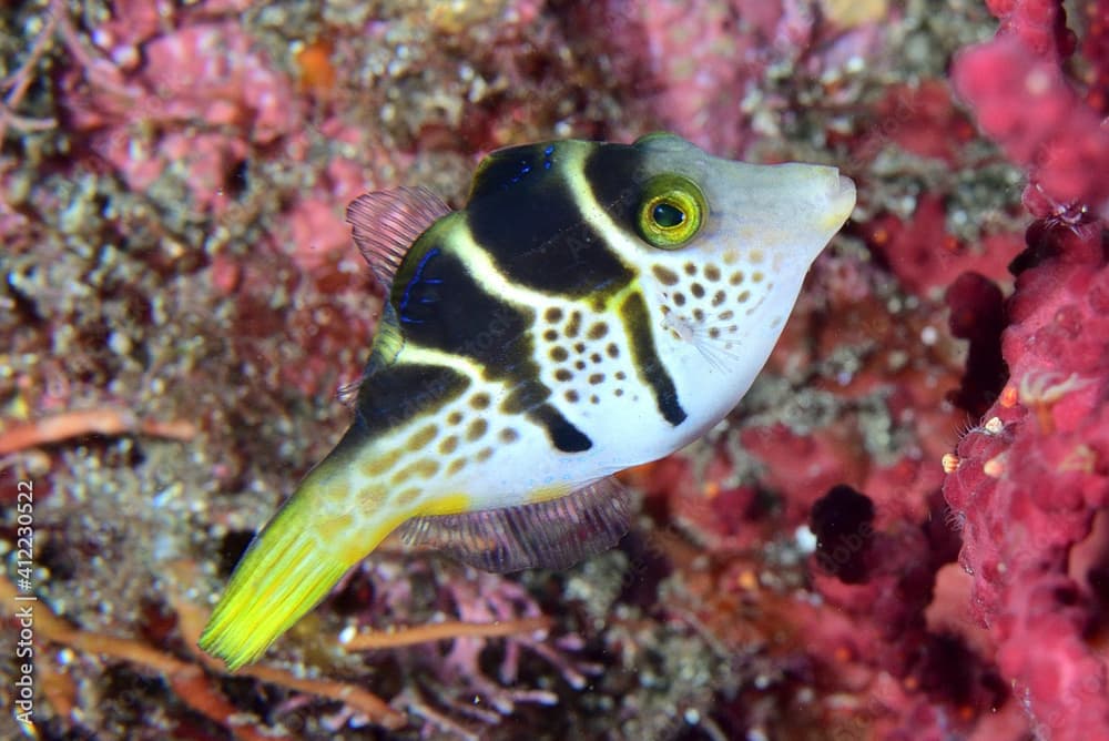 Mimic filefish · Paraluteres prionurus · Reeflings Library