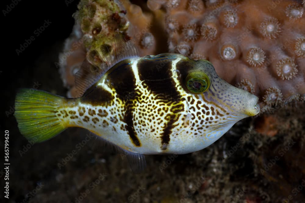 An amazing tropical fish - False Puffer - Paraluteres prionurus at night. Sea life of Tulamben, Bali, Indonesia.	