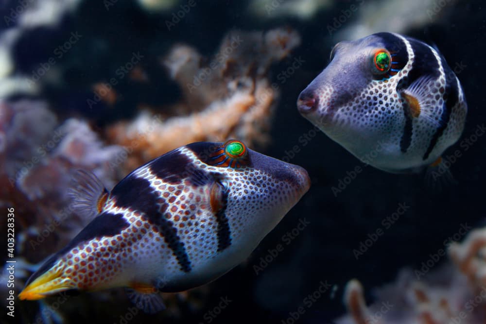 Mimikry-Feilenfisch (Paraluteres prionurus) Schwarzsattel-Feilenfisch, Indopazifik